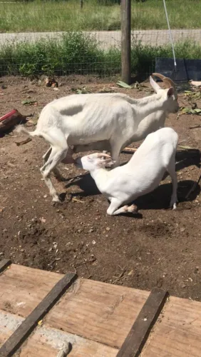 Cabra com 02 filhotes fêmeas, 