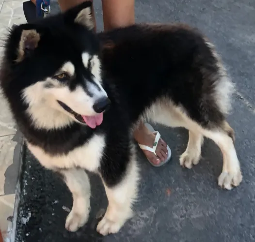Vende-se husk siberiano 