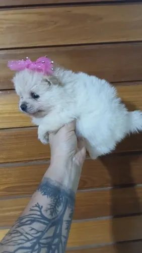 Lulu da pomerania fêmea. $3.500.zap *30