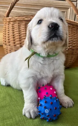 Filhotes de Golden Retriever | Pronto para te fazer sorrir.