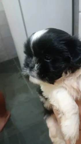 Shitzu 