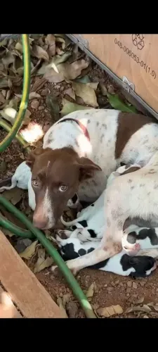 Doação filhotes cachorro perdigueiro