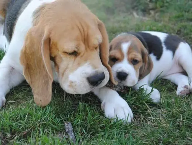 Beagle Nariz ligado no modo aventura 24h.