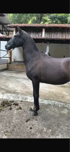 Égua mangalarga marchador preta, prenha de cavalo pampa homozigoto