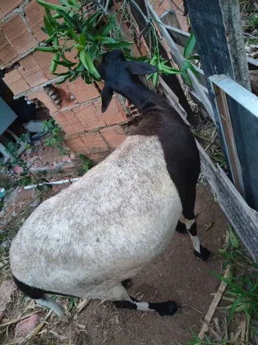 Ovelha doper com santa Inês 