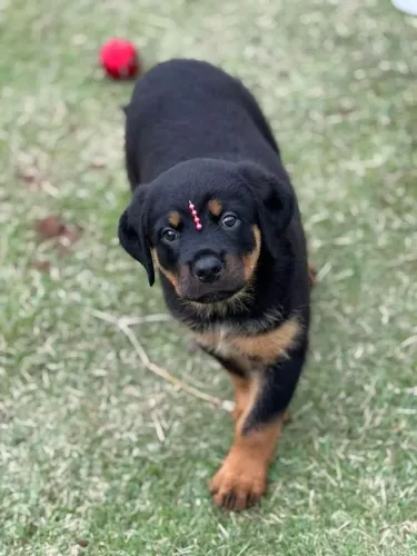 Rotweiller - Robusto e corajoso 
