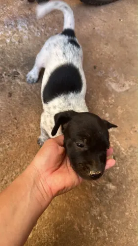 Doação de filhotes 