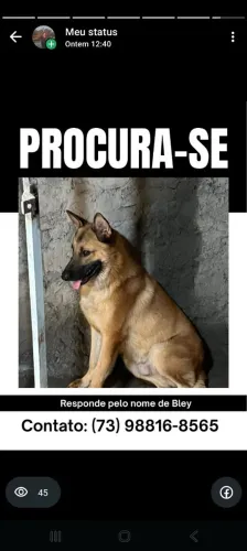 Lindo pet para adoção responsável