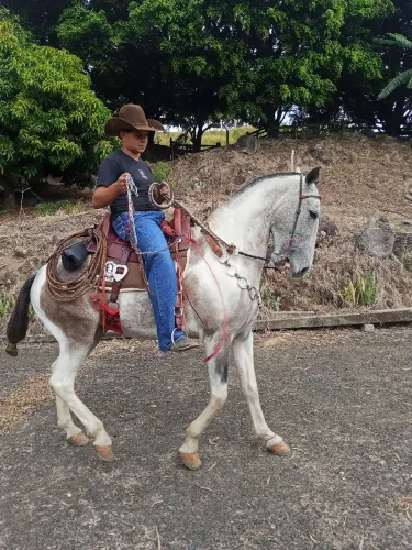 Cavalo