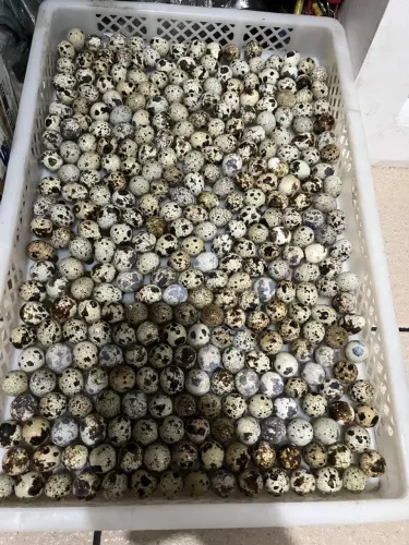 Ovos de codornas galados