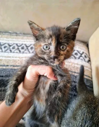 Doação responsável de gatinha