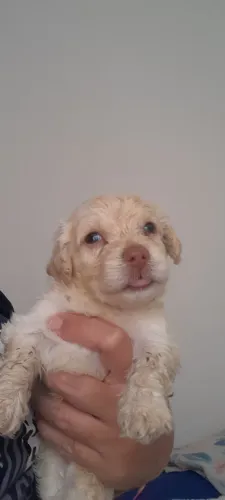 Vendo Poodle 