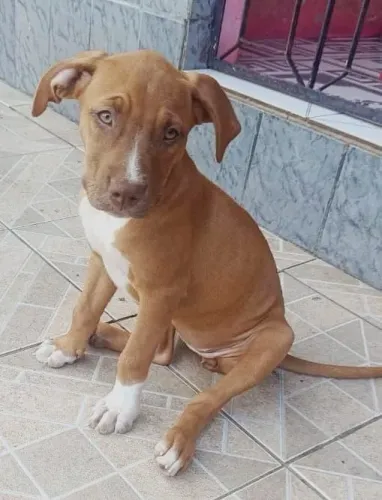 Vende-se filhote de Pitbull fêmea