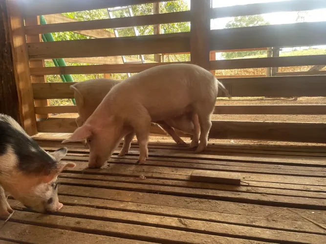 Leitoas / Porco 
