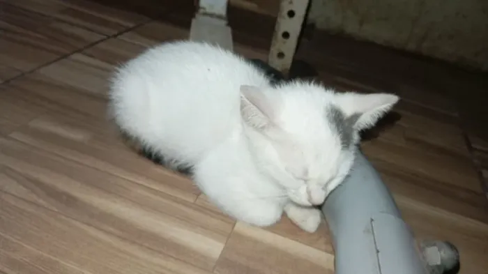 Gatinhas para adoção
