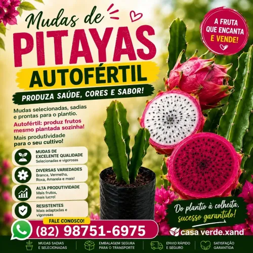 Mudas de pitaya autofertil