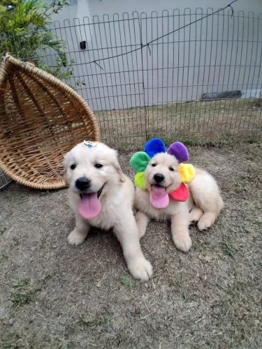 Golden Retriever