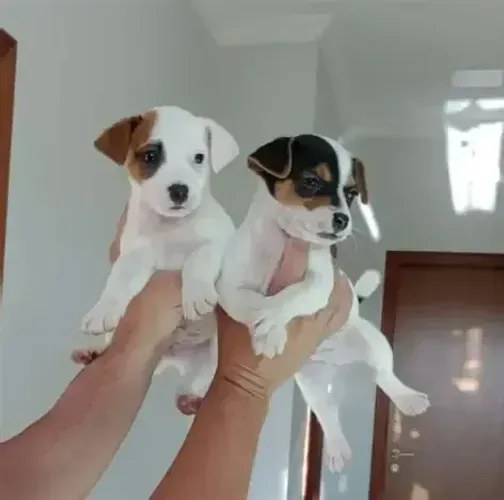 pinscher x fox Respondo pelo 9.9751.649I