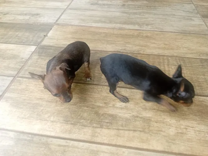 Pincher mini. Fêmea e macho. Vermifugados e vacinados. 40dias.