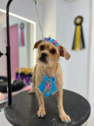 Cachorra fêmea (fiapo de mangua) 