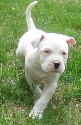 Bebezinho Pitbull/ Pit Monster olhos azuis e muito saudável