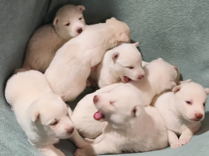 Filhotes de Husky Siberiano Albino - Raça Pura<br>