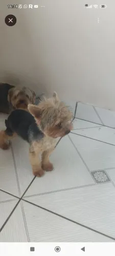 Vendo casal de Yorkshire