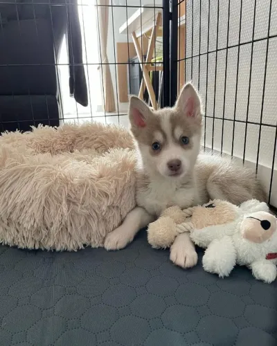 Filhotes de Husky Siberiano | Uma presença que faz tudo ficar melhor.
