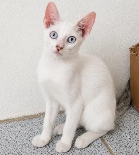 Gato filhote dócil e vacinado 