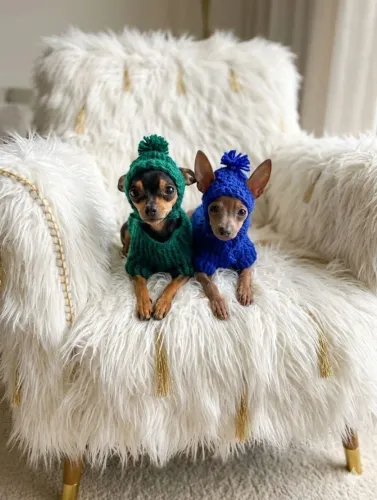 Pinscher