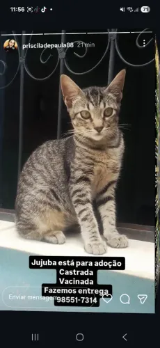 Gatinha para adoção