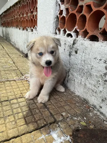 Husky Siberiano