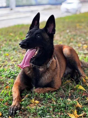 Filhotes de Pastor Belga Malinois (K9)