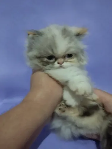 Filhote gato persa 