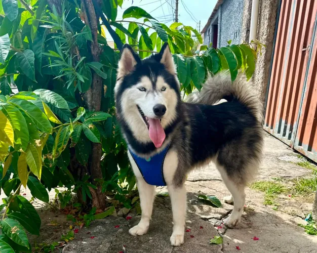 Husky siberiano wooly macho
