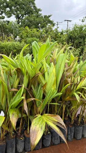 Muda de Palmito Pupunha 