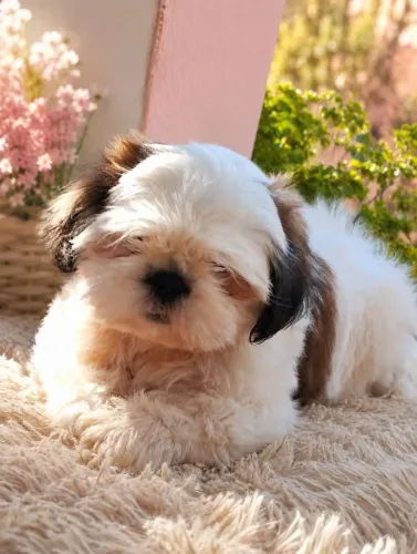 Lindos Filhotes de Shih Tzu