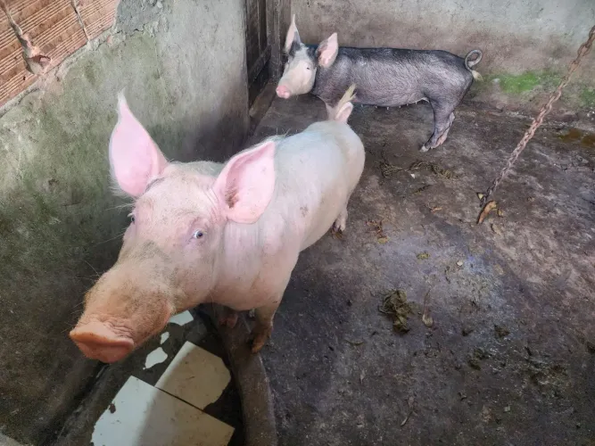 Porcos
