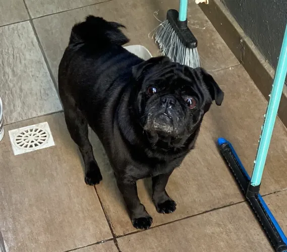 macho pug