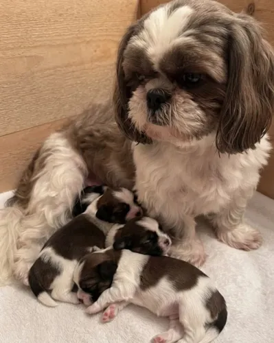 Shitzu micro Femea e Machos com ou sem Pedigree Promocao