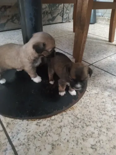 Vendo filhotes de shitzu mini com golden mestiça