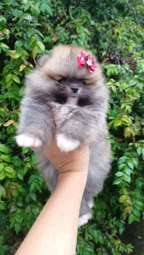Lulu da Pomerânia altíssimo padrão