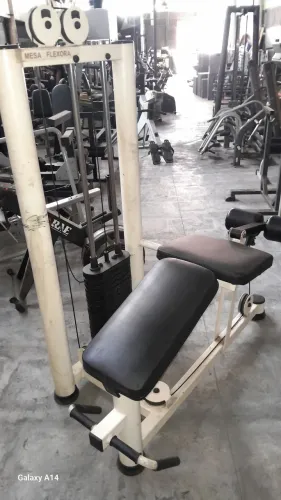 Mesa flexora Wettor