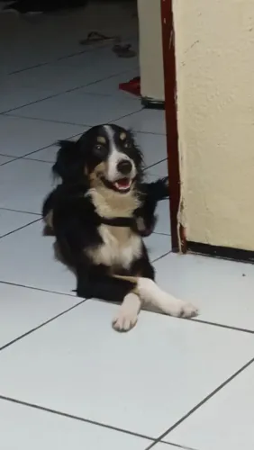 Doação cachorro border collie