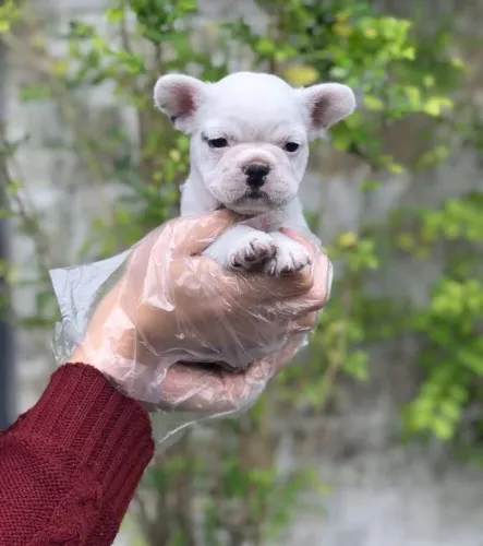 Bulldog francês - seu filhote vai te transformar todos os dias