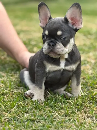 Bulldog Francês / A Partir