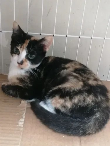 Gatinha filhote castrada para adoção.