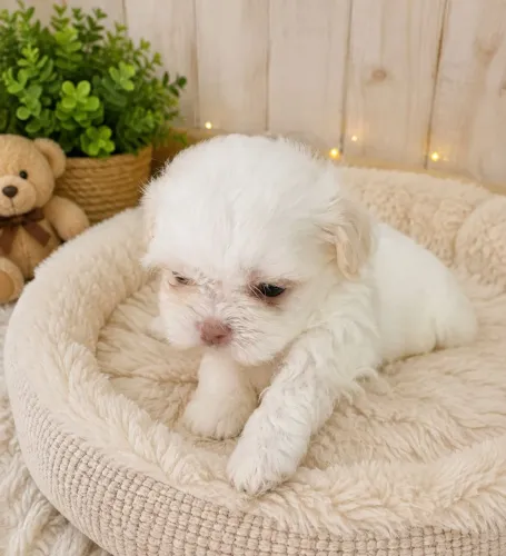 Shihtzu macho.