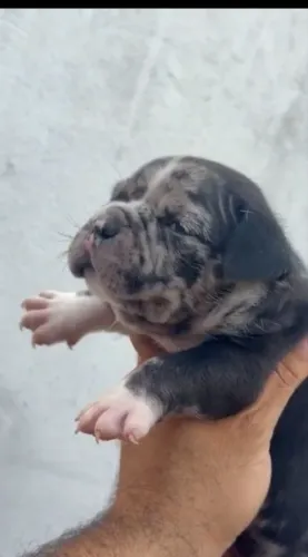 Vende se filhote de América bully