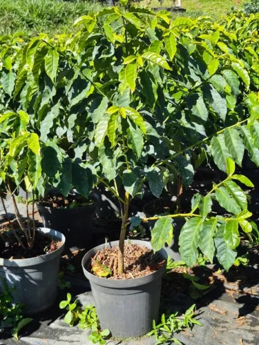 MUDAS DE CAFÉ ARÁBICA